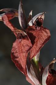 Image result for Thunbergianthus ruwenzoriensis