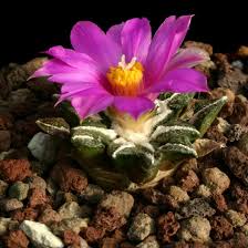 Image result for Kotschya carsonii