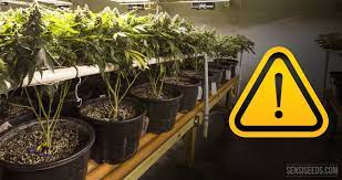 It can be opened from the top or front only or both. Top Five Tips For Grow Room Safety Sensi Seeds