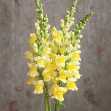 Potomac Yellow Snapdragon Yellow Wedding Flowers Snapdragon Flowers Yellow Flowers