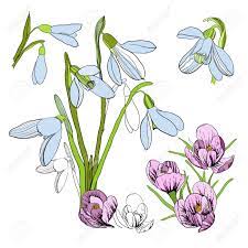 The images above represents how your finished drawing is going to look and the steps involved. Illustration Of Drawing Sketch Of Snowdrop First Galanthus Graphic Design Isolated Objects For Spring Blossoming Flowers Royalty Free Cliparts Vectors And Stock Illustration Image 74040836