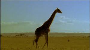Besides, the african elephant is the strongest animal in the whole world! Cbeebies Our Planet Animal Babies And Minibeasts African Animals And Their Young