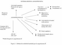 Sistema Renina Angiotensina En El Embarazo Normal Y La Preeclampsia