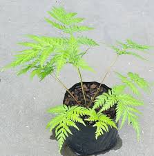 Image result for Todea