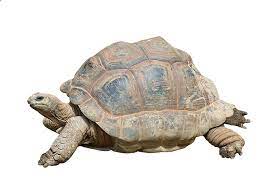 Turtle Png Clipart Turtle Png Image And Clipart Pet Turtle Animals Pet Turtle Care