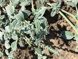 Image result for Heliotropium supinum