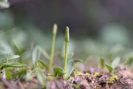 Image result for Ophioglossum thomasii