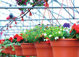 Image result for Jamesbrittenia micrantha