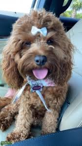 We did not find results for: Cavapoo Stud Dogs Available Now Breed Your Dog