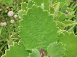 Image result for Tetradenia bainesii