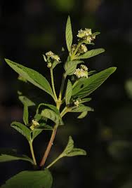 Image result for Lippia javanica