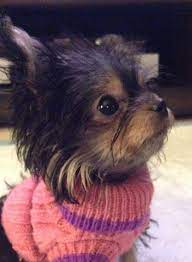 Chorkie Chorkies Chihuahua Yorkie Hybrid Yorkie Dogs Yorkie Puppy Yorkshire Terrier Puppies