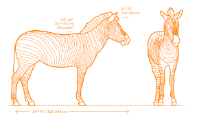 Image result for zebra