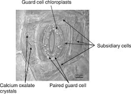 Maybe you would like to learn more about one of these? Figure 1 From Guard Cell Photosynthesis And Stomatal Function Semantic Scholar
