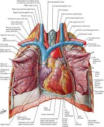 Stable angina is the most common. Cardiac Anatomy Physiolgy And Imaging Modalities Radiology Key