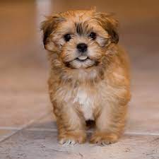 Shichon Zuchon Bichon Shih Tzu Mix Breed Profile Information