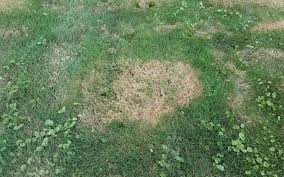 Lawn fungus can manifest itself in many ways: What Is The Best Lawn Fungicide And How Does It Work Geartrench