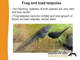 What do toad eggs look like? Identification Of Frogs Toads Anurans In The Uk Four Native Species Likely To Find Two Several Introduced Species Becoming More Common Ppt Download