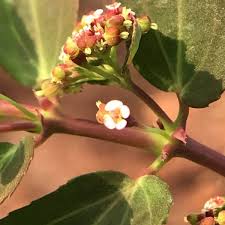 Image result for Euphorbia hypericifolia