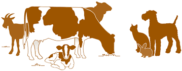 L'hôpital des animaux de la ferme reçoit près de 1 000 animaux par année, principalement des bovins laitiers, mais également des bovins de boucheries, des moutons, des chèvres, des. Hopital Veterinaire Ormstown