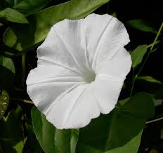 Image result for Ipomoea aquatica