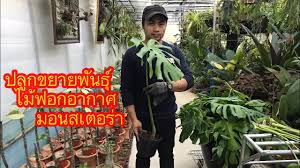 จริงๆ แล้ว มอนสเตอร่าไจแอ้น ก็คือ monstera deliciosa (มอนสเตอร่า เดลิซิโอซ่า) ที่เรารู้จักกัน ส่วนมอนสเตร่าแบบเลื้อยคือ monstera borsigiana (มอนสเตอ. à¸‚à¸¢à¸²à¸¢à¸ž à¸™à¸˜ à¹„à¸¡ à¸Ÿà¸­à¸à¸­à¸²à¸à¸²à¸¨ à¸• à¸™à¸¡à¸­à¸™à¸ªà¹€à¸•à¸­à¸£ à¸² Youtube