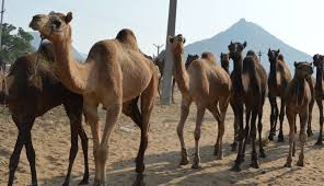 Summarizing in advance, we oer the following. Biggest Camel Fair Of World Happens Only In India Contes Asia Travel