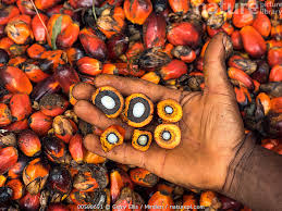 Image result for Elaeis