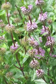 Image result for Karomia tettensis