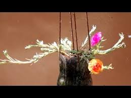 This is another way to propagate roses. Pin On How To Grow Moss Rose Cuttings In Hanging Plastic Bottles