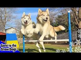 Maybe you would like to learn more about one of these? Good News Fridays The Husky Agility Challenge Geek Alabama