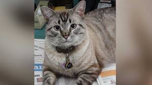 Beloved Cat Fired From Job At Public Library