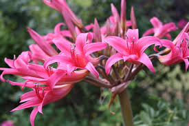 Image result for Vigna comosa