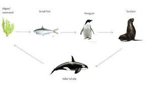 Bahkan kita dapat membedakannya menjadi beberapa macam zona rantai makanan di lautan siklusnya sama dengan apa yang terjadi darat dimana terjadi proses makan dan dimakan yang kemudian diuraikan oleh dekomposer. 2 Jelaskan Apa Yang Dimaksud Rantai Makanan Buatlah Satu Contoh Rantai Makanan Di Laut Brainly Co Id