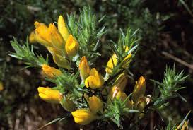 Image result for Ulex