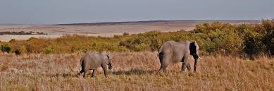 Getting into both kenya and tanzania are very easy. Kenya Tourism