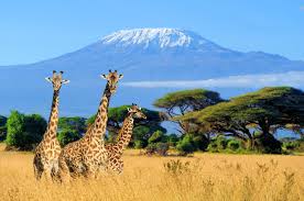 Tanzania has been spared the internal strife that has blighted many african states. Tanzania Vacation Packages Travel Tips And Tours Liberty Travel