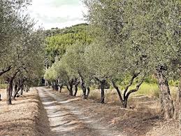 Olivier Acheter Un Arbre Centenaire Sans Se Planter Morbihan Bretagne Oliviers Centenaires