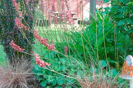 Image result for Heuchera cylindrica Greenfinch