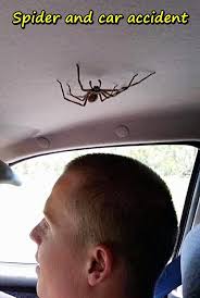 Maybe you would like to learn more about one of these? Images Funny Pics Meme Funny Images Spider Memes Car Accident Xdpedia Com 521