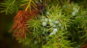 Oya ağacının ekim zamanı nedir? Ardic Agaci Ozellikleri Nelerdir Nasil Yetistirilir Puf Noktasi