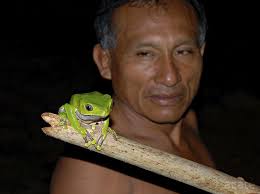 Image result for Afroqueta capensis