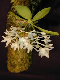 Image result for Aerangis appendiculata