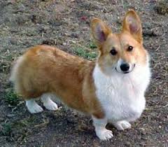 The current median price for all corgis sold is $1,375.00. Florida Corgi Rescue Archives Bradenton Dog