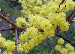 Sunshine Wattle Acacia Terminalis Virtual Flowers Beautiful Flowers Wild Flowers