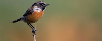 Kus Cenneti Riva Riva Kus Fotograflari Kus Fotografi Cekim Teknikleri Fotografci Manzara Fotografcisi Makro Fotogr Fotograf Fotografcilar Fotograf Cekimi