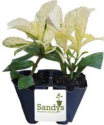 Image result for Ixora seretii