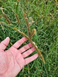 Image result for Setaria sphacelata