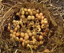 Tions or stacks of firewood. Plight Of The Bumblebees Bad Beekeeping Blog