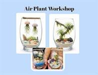 Jellyfish or Jurassic Air Plant Workshop